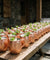 Le Pack Moscow Mule sans alcool